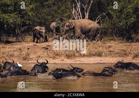 Elephant family in the Udawalawe National Park Sri Lanka. Wildlife observation from safari jeep. A herd of water buffaloes bathing in foreground. Stock Photo