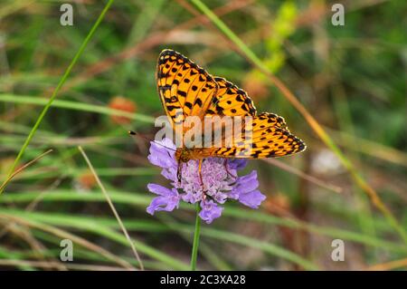 Dark Green Fritillary' Argynnis aglaja' on Small Scabious 'Scabiosa columbaria' on unimproved downland in Hampshire. June/July.Summer,England, UK. Stock Photo