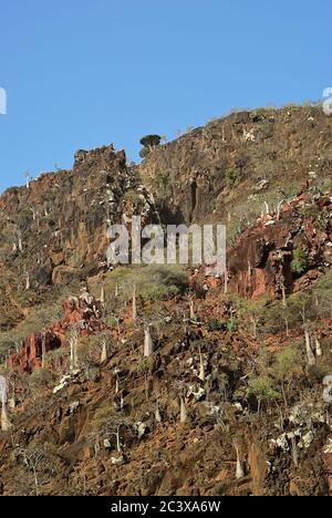 Socotra Island landscape, Yemen. Flowering bottle trees,  endemic trees adenium obesum, growing on a cliffs Stock Photo