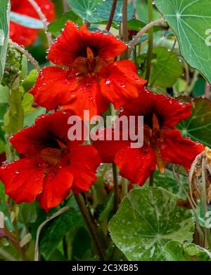 Red flowers in bloom Stock Photo