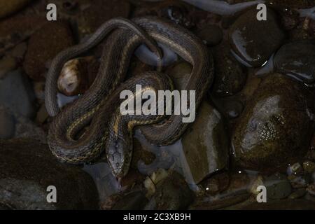 An aquatic garter snake (Thamnophis atratus) from a river in Northern California.