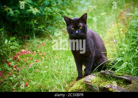 Black Cat Across Green Lawn on Hunt Stock Photo