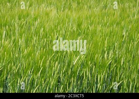 Field of green, unripe Barley, Hordeum vulgare Stock Photo