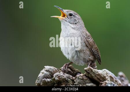 House wren singing close-up Stock Photo