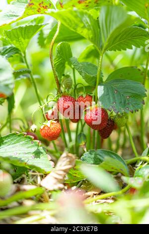 Strawberry grow in the field red summer fruit with green leaves picking farm life agriculture Stock Photo