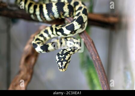 Close-up of curious young morelia spilota python on brown twig. Snake basking in the sun curled in a ball. Stock Photo