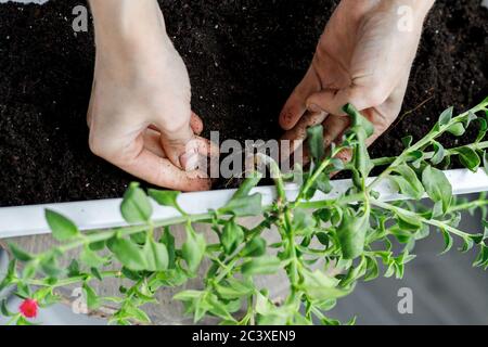 Close-up of female hand putting the aptenia cordifolia in white rectangular flower pot. Sun rose plant repotting, potting, background, top view, idea Stock Photo