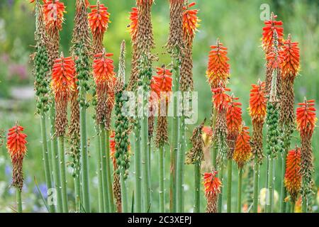 Red Kniphofia spikes Torch lilies Stock Photo