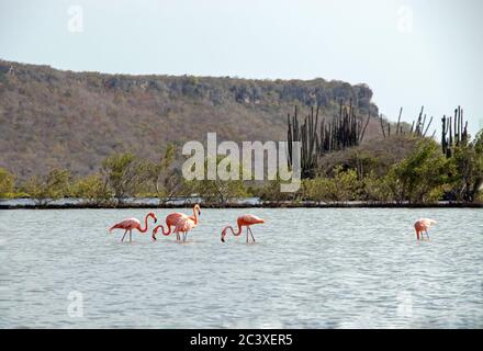 Flamingos in the water on Curacao wildlife Stock Photo