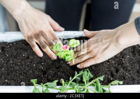Top view of baby aptenia cordifolia with roots and pink flower when potting in white rectangular flower pot. Sun rose plant, home gardening Stock Photo