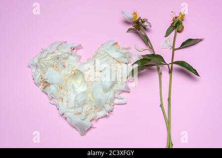 White heart-shaped peony petals and stems isolated on pink background. Symbol of love. Flat lay, top view. Idea for decor, wallpaper, poster Stock Photo