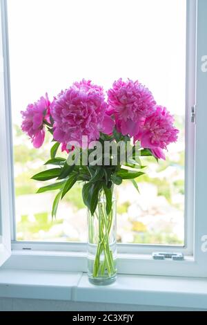 Fuchsia peonies bouquet in the vase on white windowsill. Backlit, close up Stock Photo