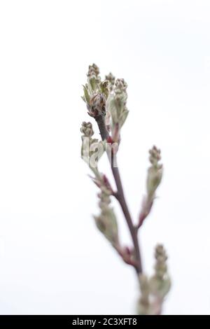 Close-up of tree twig with buds isolated on white background. Nature waking up at spring with tree branch full of buds and small leaves. Stock Photo