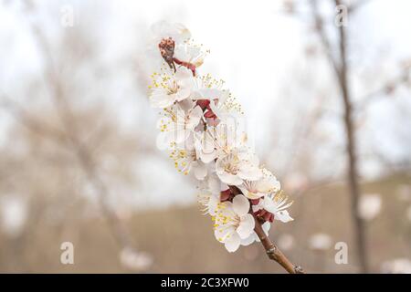 Blooming apricot tree twig with white flowers on sky background in spring day. Close-up Stock Photo