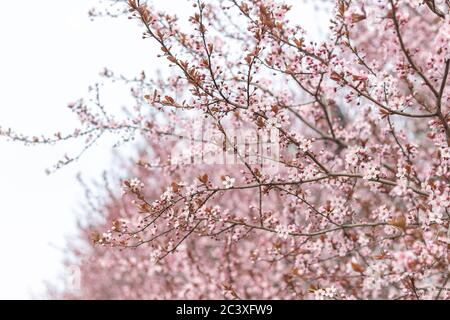 Apricot tree in blossom with pink flowers on sky background in spring day. Closeup Stock Photo