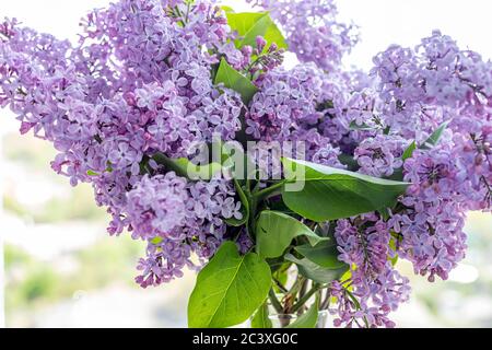 Bouquet of purple lilac in glass vase on background of  the blurry view from the window in a sunny spring day. Branches of blooming lilac flowers, dec Stock Photo
