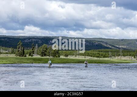 Fly Fishing, Yellowstone National Park. A woman fly fishing in the