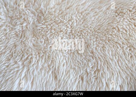 Texture of wool skin. Sheep skin closeup, background, banner Stock Photo