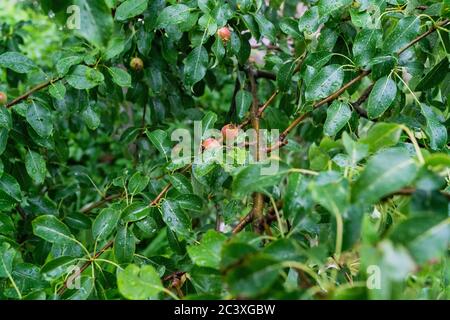 Branch with Unripe small red and green apples and a green leaves after the rain. Dew on the leaves. High quality photo Stock Photo