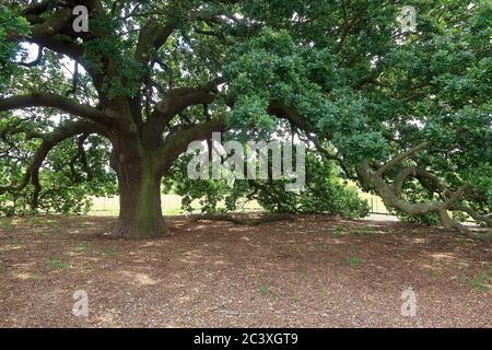 The Charter Oak tree in Danson Park near Bexley Stock Photo