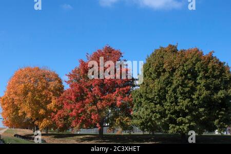 Various stages of fall color on maple trees Stock Photo - Alamy