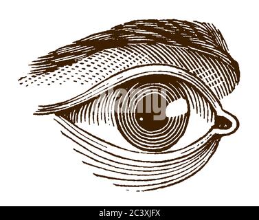 Anatomy of the human eye Stock Vector Image & Art - Alamy