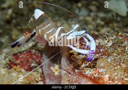 Magnificent anemone shrimp, Ancylomenes magnificus, Lembeh Strait, North Sulawesi, Indonesia, Pacific Stock Photo