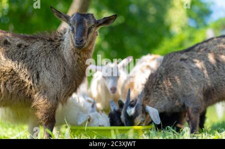 Close up of little goat, looking at camera on background of little goats, eating food outdoors. Stock Photo