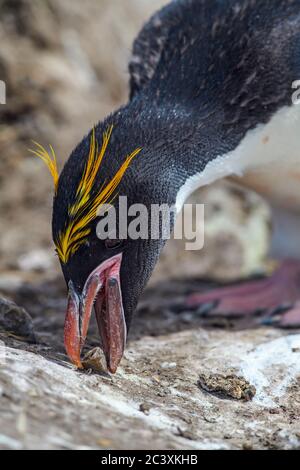 Macaroni penguin (Eudyptes chrysolophus), Cape Bougainville, East Falkland, Falkland Islands Stock Photo