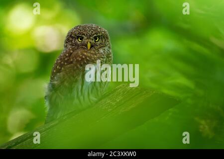 Eurasian Pygmy-Owl - Glaucidium passerinum sitting on the branch and looking for the prey in the forest in summer. Small european owl with the green w Stock Photo