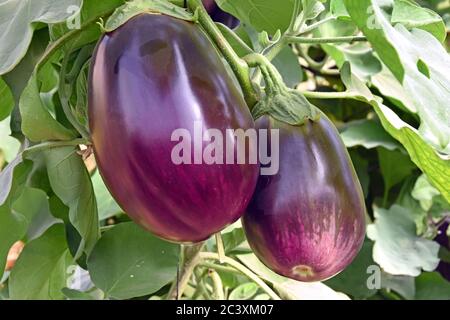 Eggplant in the field