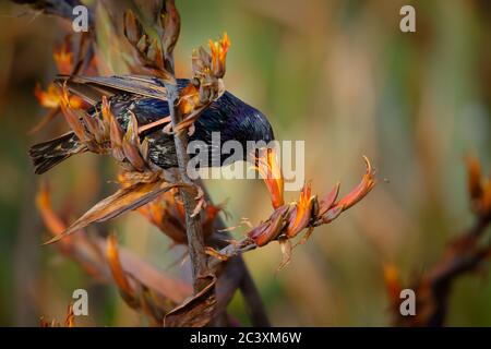 European Starling - Sturnus vulgaris pollinating the australian flowers. European bird introduced to Australia, New Zealand, South America, North Amer Stock Photo