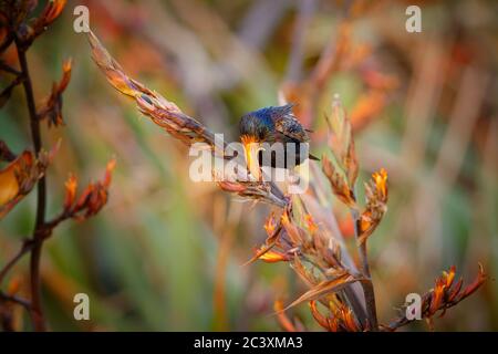 European Starling - Sturnus vulgaris pollinating the australian flowers. European bird introduced to Australia, New Zealand, South America, North Amer Stock Photo