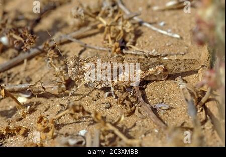 Grasshopper camouflage on ground Stock Photo