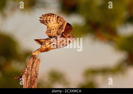 Little Owl (Athene noctula) bird flyes from the pale close up enlightened by evening sun. Starting, departure or step to the air. Stock Photo