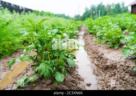 Potatoes in furrows with water after heavy rain. Agricultural disaster. Flood. High quality photo Stock Photo