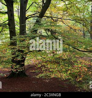A beech tree in Penny Rock Wood near Grasmere in the Lake District, UK Stock Photo