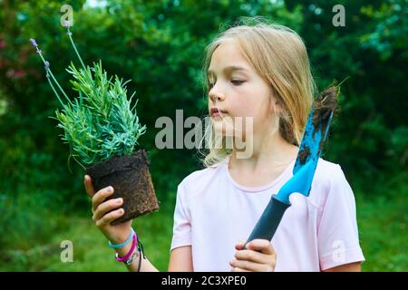 Child girl holding a lavender seedling ready to be planted in the ground. Little gardener looking forward to plant a flower. Lavandula