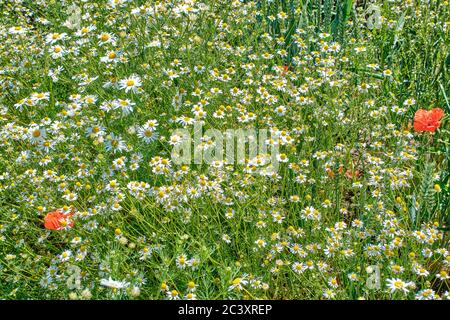 Chamomile field, blooming camomile close-up, in the sunlight Stock Photo