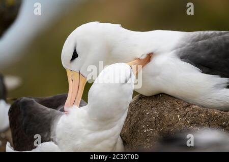 Black-browed albatross (Thalassarche melanophris) Pair-bonding interaction, Carcass Island, East Falkland, Falkland Islands Stock Photo