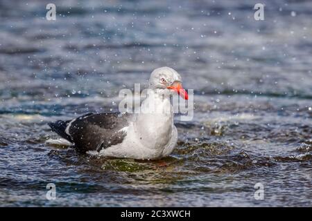 Dolphin gull (Leucophaeus scoresbii) Adult Bathing, Saunders Island, West Falkland, Falkland Islands Stock Photo