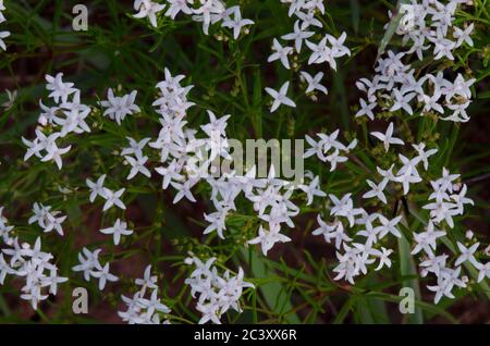 Diamondflowers, Stenaria nigricans Stock Photo