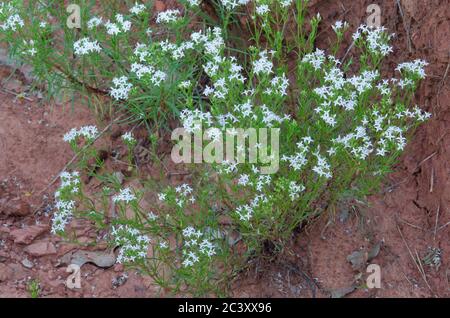 Diamondflowers, Stenaria nigricans Stock Photo