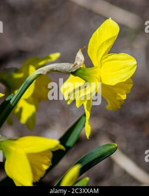 A side view of a yellow daffodil flower. Stock Photo
