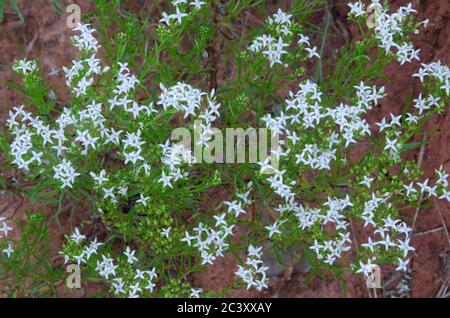 Diamondflowers, Stenaria nigricans Stock Photo