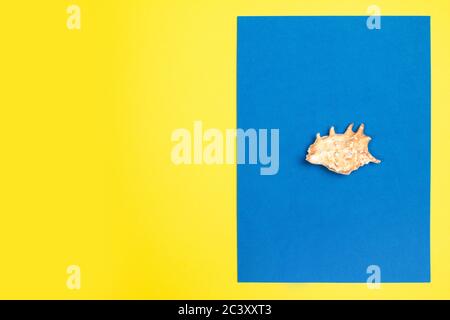 Orange seashell on a blue and yellow background Stock Photo