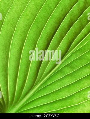 Abstract closeup of a green hosta leaf Stock Photo