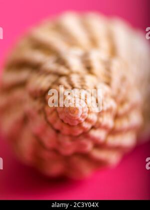 Closeup image of a sea shell on a pink background. Stock Photo