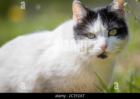 White-Black cat closeup portrait in the garden Stock Photo