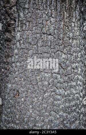 Close up of a burnt tree in Malibu Creek State Park after the Woolsey fire of 2018 in the Santa Monica Mountains, spring 2019 Stock Photo